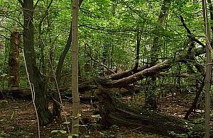 Dęby, lipy, wiązy. Wiosenne nasadzenia w Lesie Bemowskim