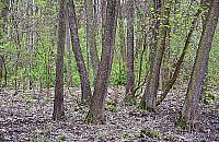 3400 drzew dla Lasu Br�dnowskiego. Nasadzenia wystartowa�y