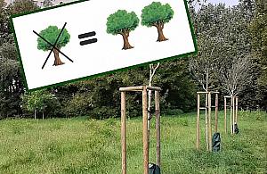 Dwa drzewa zamiast jednego wyciętego? "To bardzo trudne"