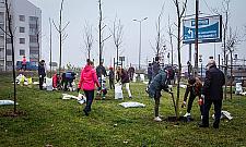 Dwa drzewa zamiast jednego wyciętego? "To bardzo trudne"