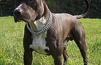 Agresywne psy zagryzły domowego kota. Co zrobiła policja?