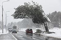 Falenicka sosna przegrała ze śniegiem. Drzewo straciło gałęzie