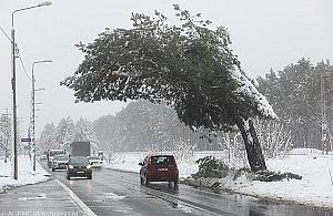 Falenicka sosna przegrała ze śniegiem. Drzewo straciło gałęzie
