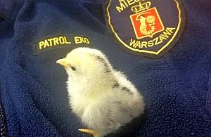 Pisklak w tarapatach. Na ratunek ekopatrol