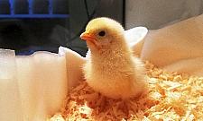 Pisklak w tarapatach. Na ratunek ekopatrol