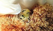 Pisklak w tarapatach. Na ratunek ekopatrol