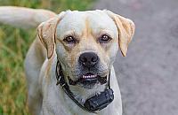 Kolejny atak agresywnego psa na Białołęce. Przepisy zbyt łagodne?