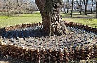 Nowy patent ogrodników. Wierzby płaczące ogrodzone wikliną