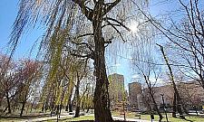 Nowy patent ogrodników. Wierzby płaczące ogrodzone wikliną