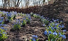 Nowy patent ogrodników. Wierzby płaczące ogrodzone wikliną