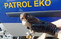 Sokół uderzył w blok. W szponach trzymał gołębia