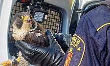 Sokół uderzył w blok. W szponach trzymał gołębia