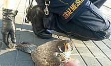 Sokół uderzył w blok. W szponach trzymał gołębia