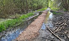 Las Bemowski: mieszkaniec samodzielnie utwardził błotnistą ścieżkę