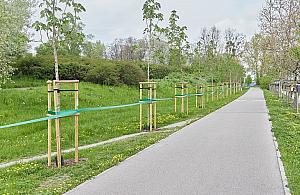 Aleja kasztanowców na Moczydle. To prezent dla mieszkańców