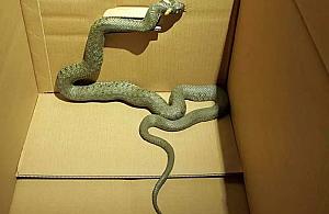 Zaskroniec w garażu. Postawił na nogi miejskie służby