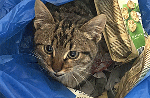 Przy Wale Miedzeszyńskim powstanie kociarnia