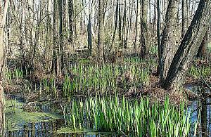 Na Zakolu bez zmian. Budżet obywatelski nie będzie ratunkiem