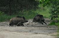 B³otne SPA w Choszczówce. Dziki mia³y dziki ubaw!