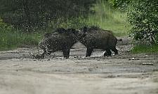 B³otne SPA w Choszczówce. Dziki mia³y dziki ubaw!