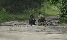 B³otne SPA w Choszczówce. Dziki mia³y dziki ubaw!