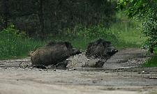 B³otne SPA w Choszczówce. Dziki mia³y dziki ubaw!