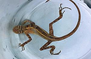 Z Malediwów na Bemowo. Egzotyczny gość w walizce