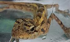 Z Malediwów na Bemowo. Egzotyczny gość w walizce