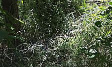 Gniazdo sroki już nie blokuje budowy parku na Tarchominie