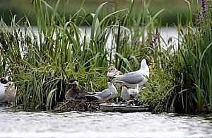Powstanie pływająca wyspa na Kępie Potockiej?