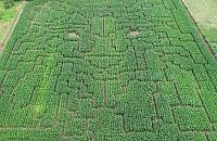 Labirynt wśród kukurydzy w Nieporęcie już otwarty!