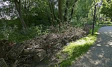 Strefa "dzikiej" przyrody w sąsiedztwie blokowiska i trasy szybkiego ruchu