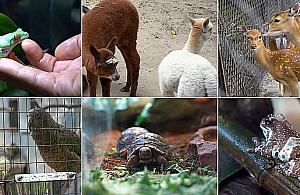 Baybyboom w warszawskim ZOO