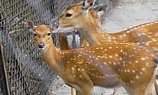 Baybyboom w warszawskim ZOO