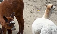 Baybyboom w warszawskim ZOO