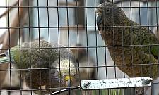 Baybyboom w warszawskim ZOO