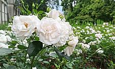 Mniej betonu, więcej zieleni. Wsparcie dla "bielańskich rewolucji podwórkowych"