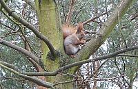 Most dla wiewiórek już we wrześniu?