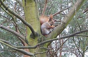 Most dla wiewiórek już we wrześniu?