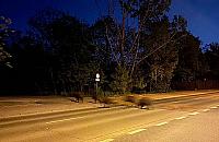 Tarchomin opanowany przez dziki. "Mamy tu istne safari"