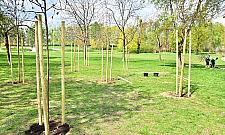 Dużo nowych drzew na ulicach Woli