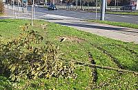 Wandale pokazują swoją "moc". Ofiarami dwa drzewka