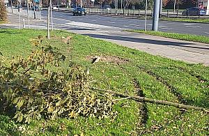 Wandale pokazują swoją "moc". Ofiarami dwa drzewka