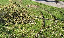 Wandale pokazują swoją "moc". Ofiarami dwa drzewka