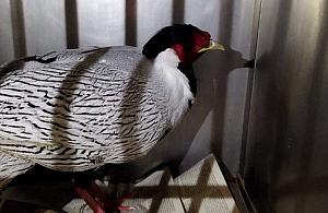 Mieszkańcy nie mogli uwierzyć. Piękny gość w ogrodzie