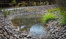 Na Bielanach powstaną "ogrody deszczowe". Jak będą wyglądać?