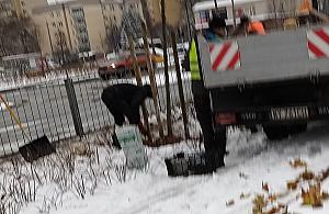 Sadzą drzewa i krzewy w śniegu. Czy rośliny się przyjmą?