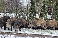 52 dziki zabito na Targówku. Czy odstrzał to jedyne rozwiązanie?