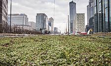 "Sianokosy" w centrum Warszawy? Tramwajarze zaskoczyli mieszkańców