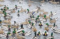 Szlam w Kanale Br�dnowskim. Urz�dnicy nie znale�li winnego